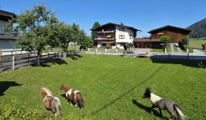 Neuhaushof_Ponies1